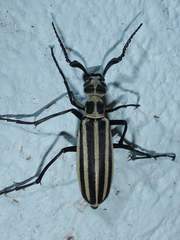 Epicauta atrivittata