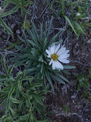 Townsendia grandiflora