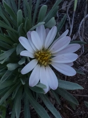 Townsendia grandiflora