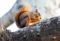 Sciurus granatensis