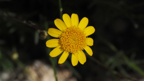 Parralena