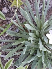 Townsendia grandiflora