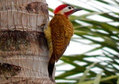 Colaptes