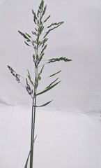 Poa trivialis