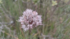 Allium baeticum
