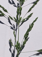 Poa trivialis