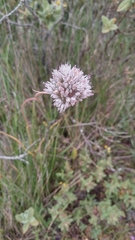 Allium baeticum