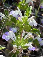 Acanthomintha ilicifolia