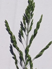 Poa trivialis