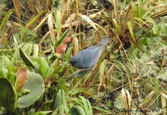 Diglossa caerulescens