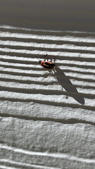 Calligrapha californica