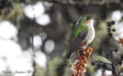 Ramphomicron microrhynchum