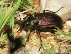 Calosoma alternans