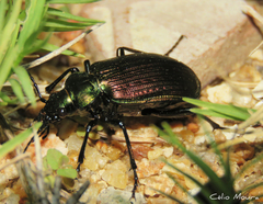 Calosoma alternans