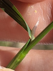 Poa trivialis
