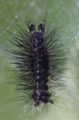 Gnophaela latipennis