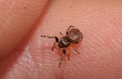 Zygoballus rufipes
