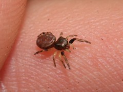 Zygoballus rufipes