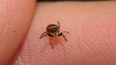 Zygoballus rufipes