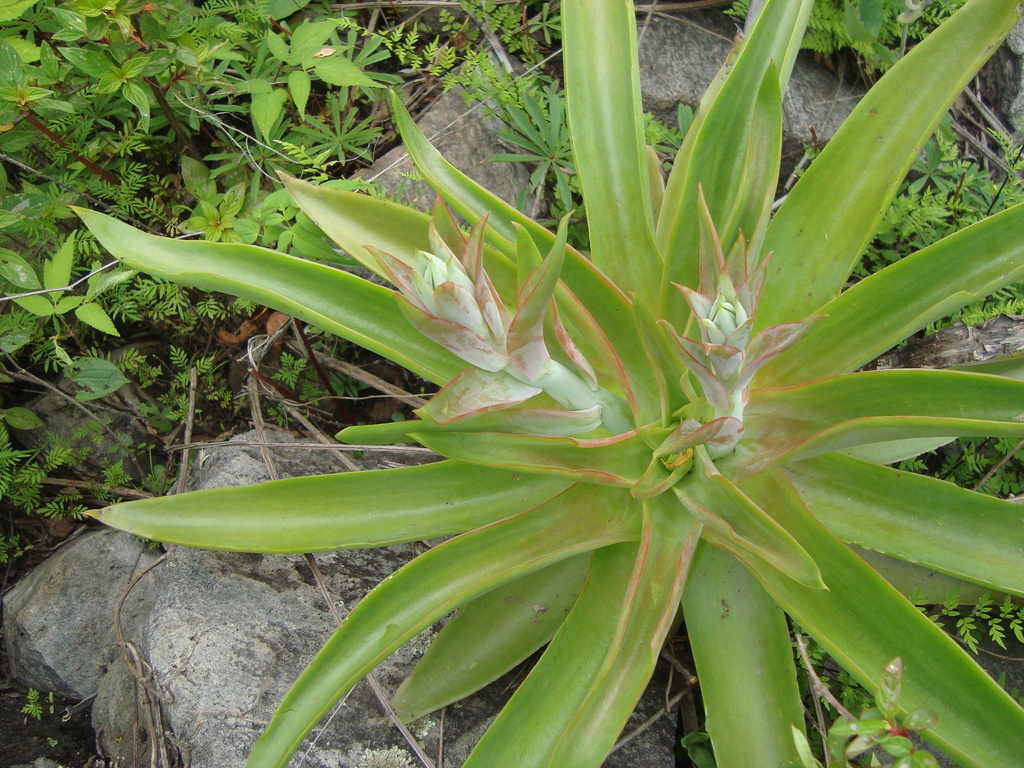 Echeveria novogaliciana, Zapopan, Jal., México