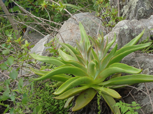 Echeveria novogaliciana
