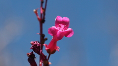 Penstemon clevelandii clevelandii