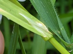Poa trivialis