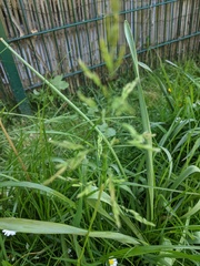 Poa trivialis