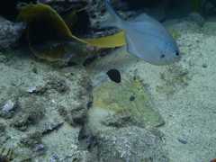 Prionurus microlepidotus