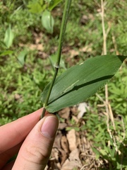 Dichanthelium boscii