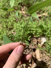 Dichanthelium boscii
