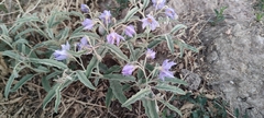 Solanum elaeagnifolium