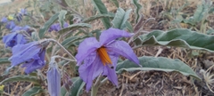 Solanum elaeagnifolium
