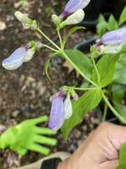 Penstemon smallii