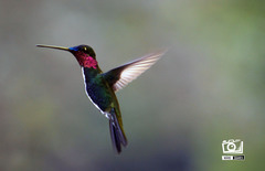 Heliomaster squamosus