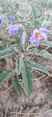 Solanum elaeagnifolium