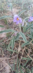 Solanum elaeagnifolium