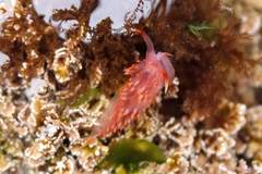 Austraeolis stearnsi