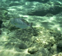 Carangoides