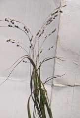 Melica uniflora