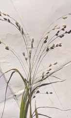 Melica uniflora