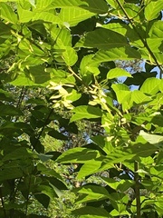 Acer davidii