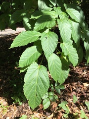 Acer davidii