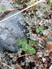 Acaena caesiiglauca