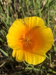 Eschscholzia californica