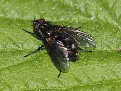 Rhinomorinia sarcophagina