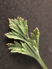 Eschscholzia californica