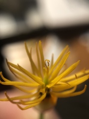 Eschscholzia californica