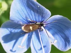 Cauchas fibulella