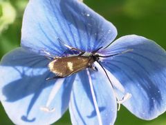 Cauchas fibulella